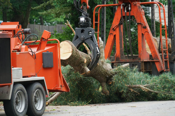 How Our Tree Care Process Works  in  Parowan, UT